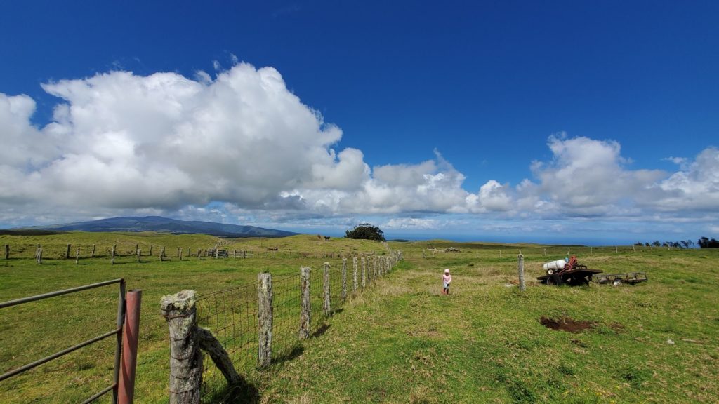 Waimea pasture on the Big Island