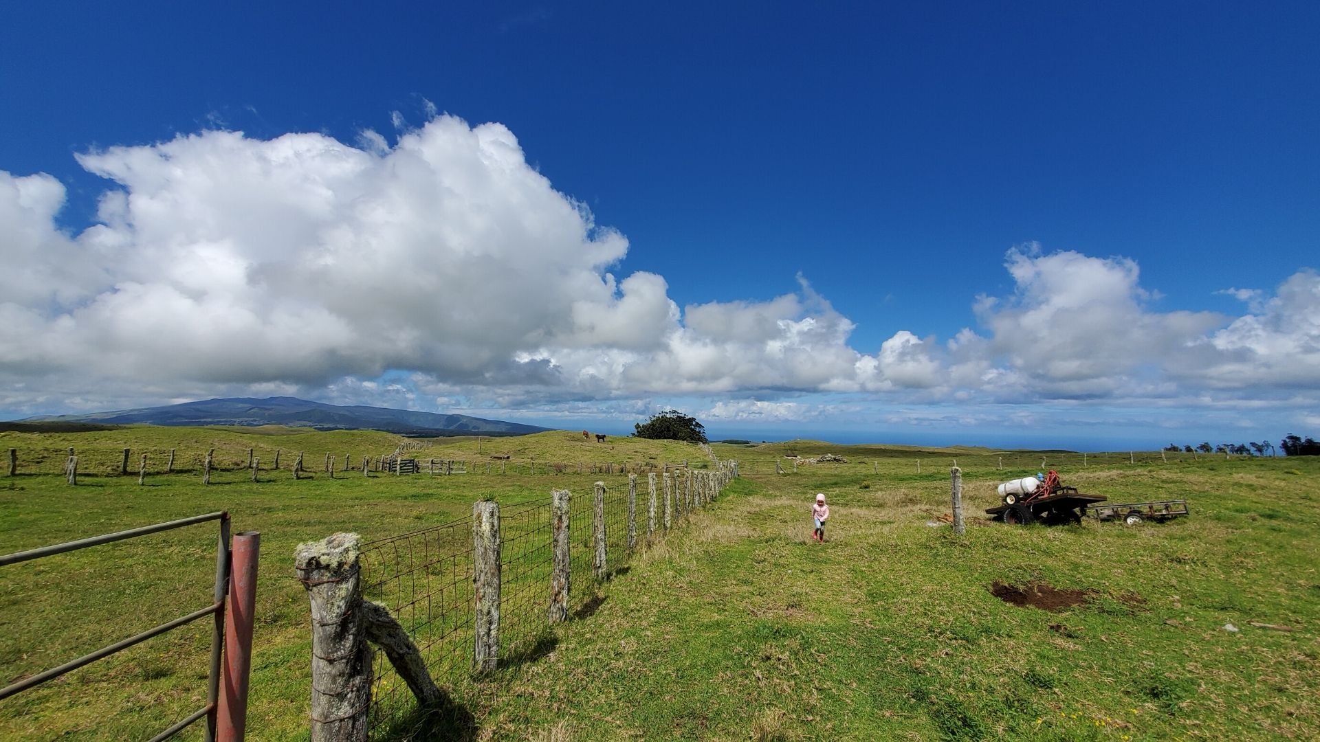 Waimea pasture on the Big Island